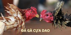 đá gà cựa dao