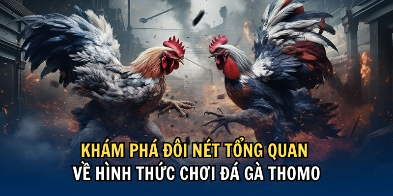 ĐÁ GÀ THOMO